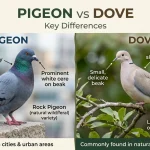 pigeon or dove